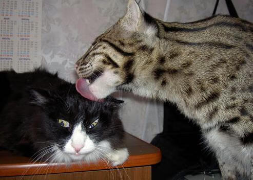 钢骨与绞索，凯尔特人如何在窒息之战中扼住命运的咽喉