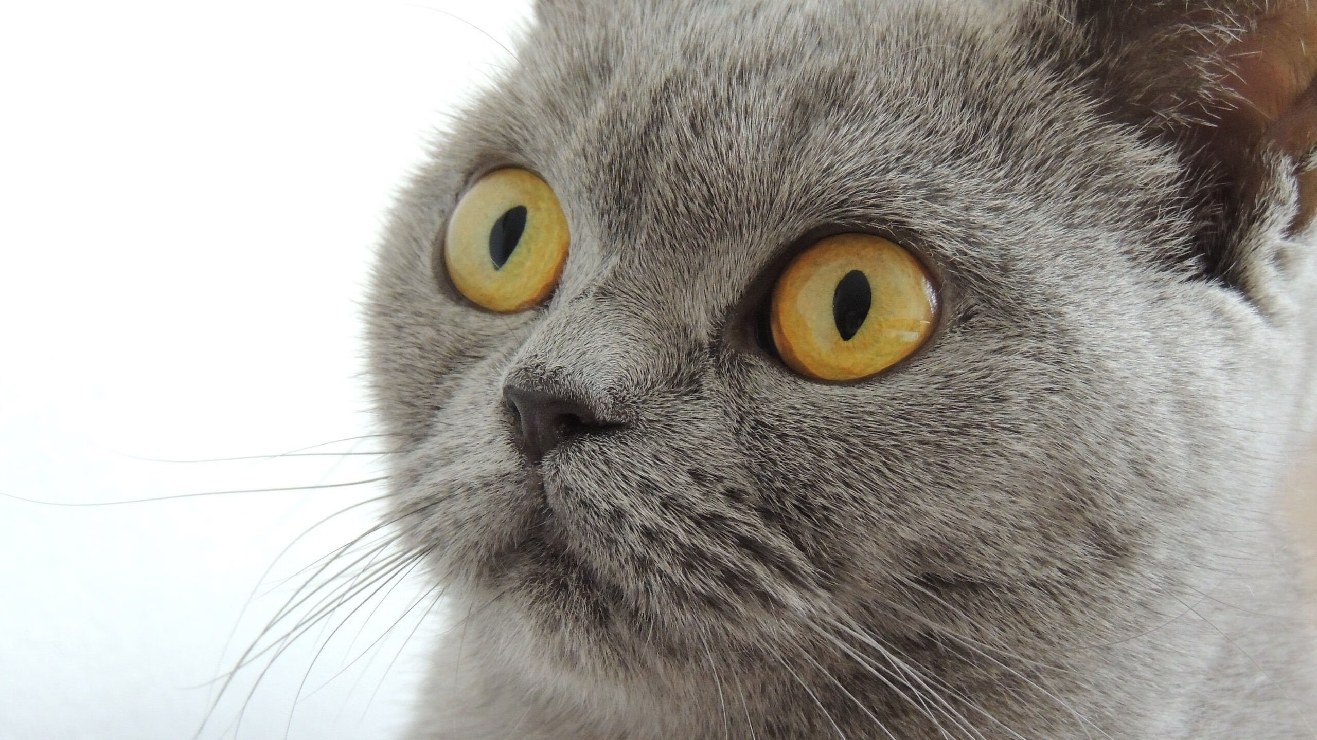 托尼演绎经典战例,墨西哥战术板上如何切割厄瓜多尔