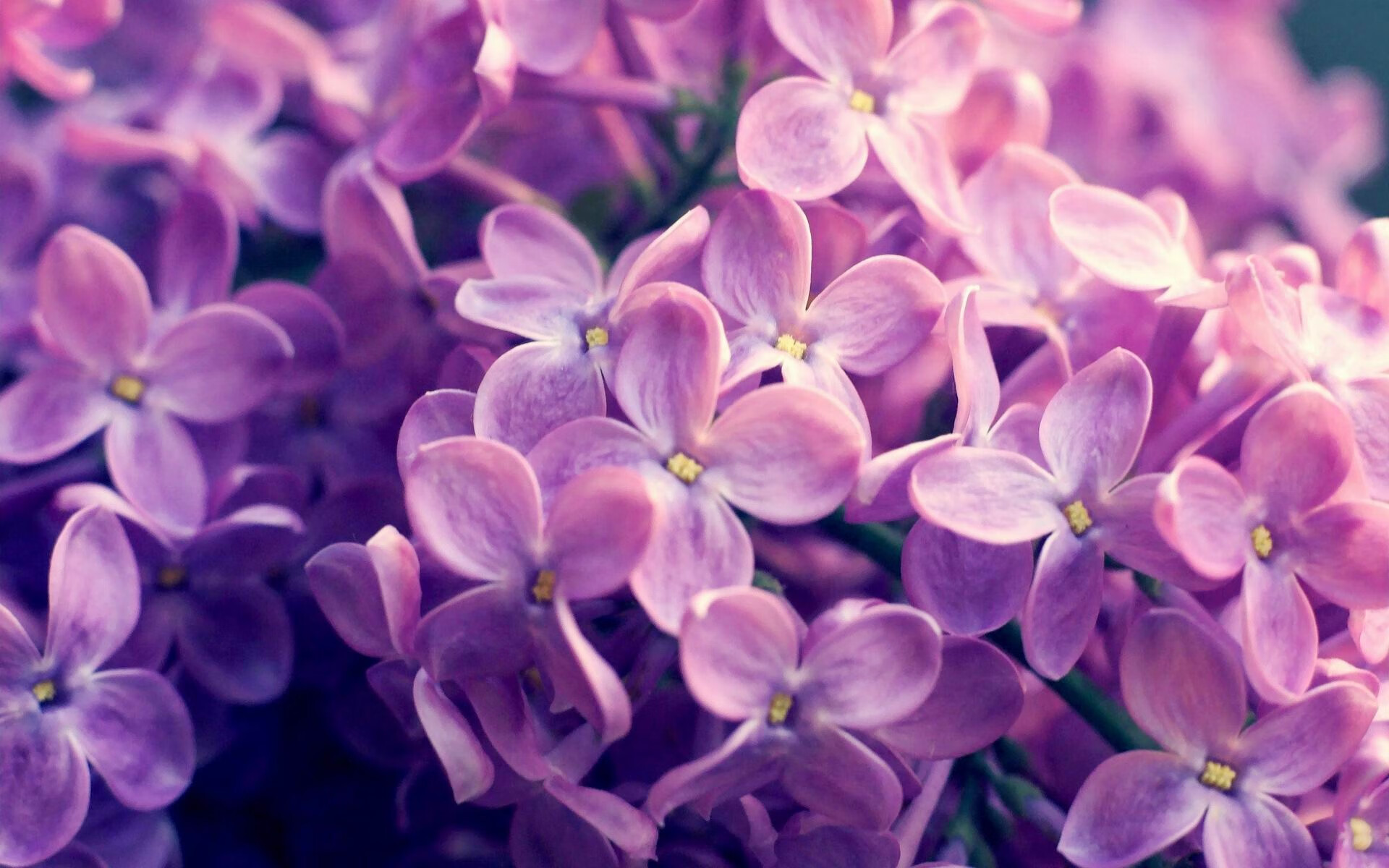 弗拉霍维奇爆发引领进攻潮，莱比锡红牛高效收割雷恩