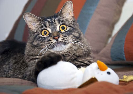 欧文独舞，当众星暗哑，唯有他一人是光